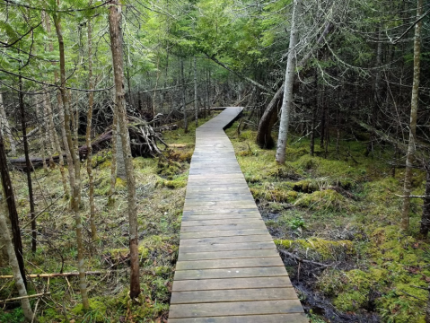 Hiking At Thorne Swift Nature Preserve In Michigan Is Like Entering A Fairytale