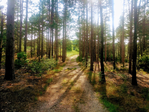 Take An Easy Loop Trail To Enter Another World At Pigeon Creek Park In Michigan