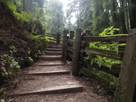 The Lush Forest Trails Through Sequoia Park In  Northern California Will Give You Respite From Stress