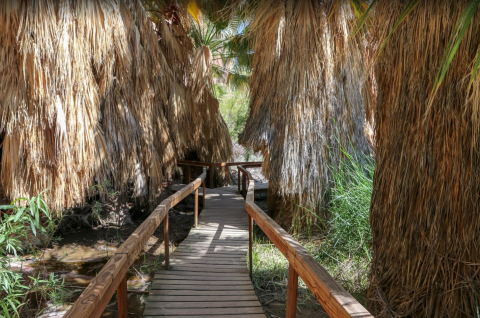 The Lush Jungle Trails Through Coachella Valley Preserve In Southern California Will Lead You To A Gorgeous Outdoor Oasis