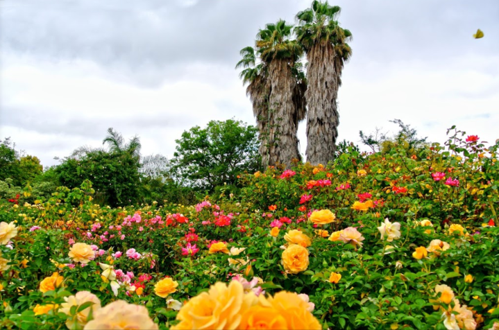 south coast botanic garden