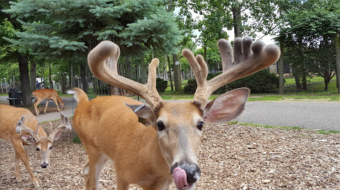 Observe, Enjoy, And Feed Over 100 Deer And Other Wildlife At Wisconsin Deer Park