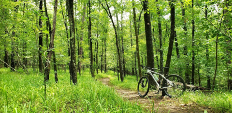 Take This Biking Trail Suited For All Skill Levels That Covers 20 Miles Of Gorgeous Arkansas Forest