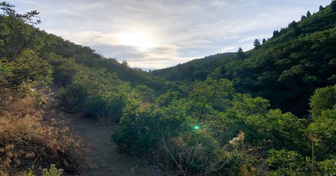 Hike The Holbrook Canyon Trail In Utah To Enjoy A Babbling Brook, Wildflowers, And Canyon Views