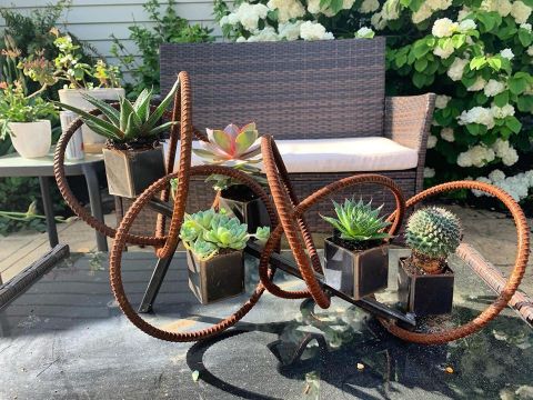 Find All Sorts Of Succulents At Urban Orchid In Cleveland's Hinge Town And Little Italy