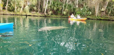 Paddle With Manatees In Crystal Clear Spring Water At Weeki Wachee Springs State Park In Florida