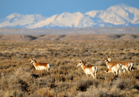 Watching For Wyoming Wildlife Will Make You Feel Like You're On Safari