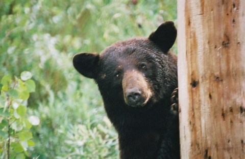 The 32,000-Year-Old Bones Found In Lost World Caverns Prove That Black Bears Have Been At Home In West Virginia For A Very Long Time