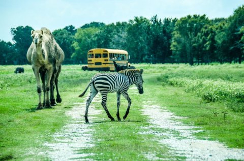 The Whole Family Will Love This Drive-Thru Safari Park In Louisiana