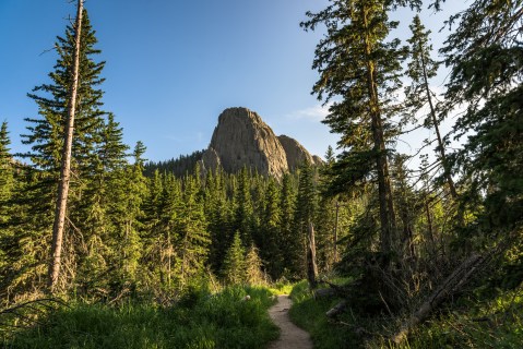 Walk Among Some Of The Tallest Trees In South Dakota At Custer State Park