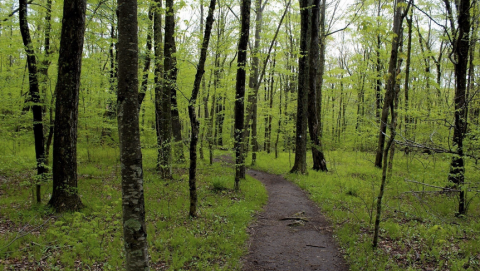 This Easy, 1-Mile Trail Leads To Blackledge Falls, One Of Connecticut's Most Underrated Waterfalls