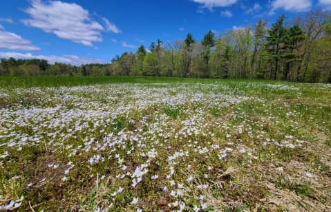 Hiking At Lake Massabesic Trail In New Hampshire Is Like Entering A Fairytale