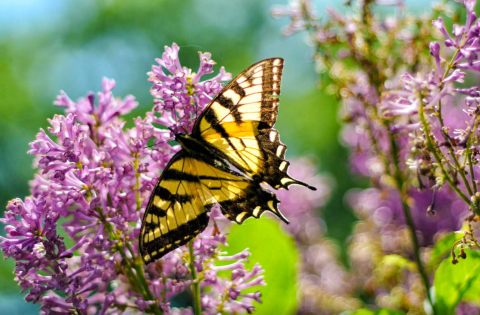 Every Summer, Hundred Of Butterflies Visit Kirkwood Gardens In New Hampshire And It's A Surreal Sight