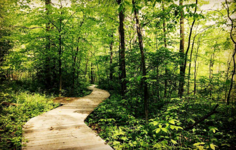 Take A Boardwalk Loop Trail At Lawrence Woods For An Underrated Ohio Adventure