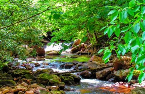 Camp Along The Banks Of Tea Creek For A Rustic Woodland Adventure