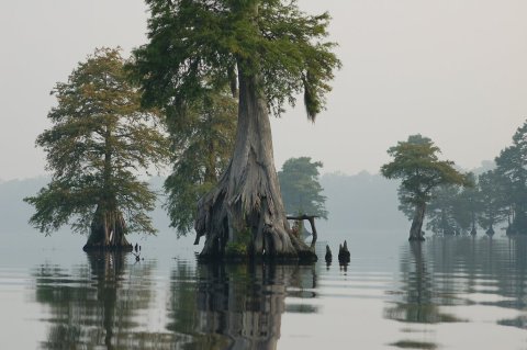 Full Of Water And Cypress Trees, The Great Dismal Swamp Wildlife Refuge In Virginia Is A Marshy Paradise