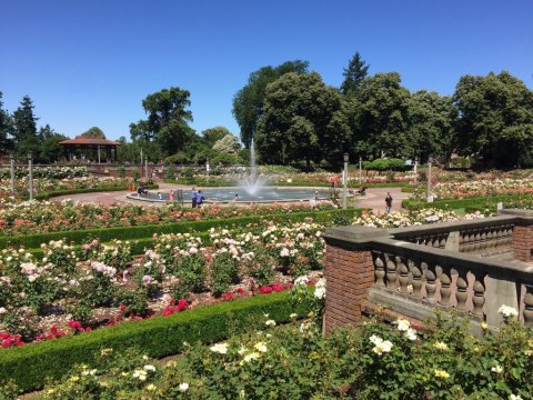 The Roses Are Blooming At Pretty Peninsula Park In Oregon