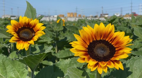 The Sunflowers Are Blooming At Cross E Ranch In Utah, And You've Got To See Them