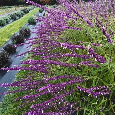 Get Lost In This Beautiful 15-Acre Lavender Farm In Missouri