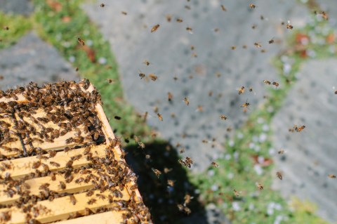 The Buzz On The Bee Situation In Cape May, New Jersey