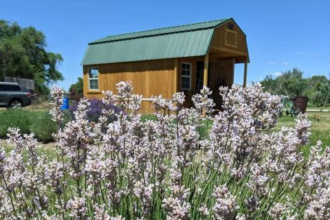 Stop By The Lavender Goddess Farm In Idaho For All Of Your Lavender Needs This Summer