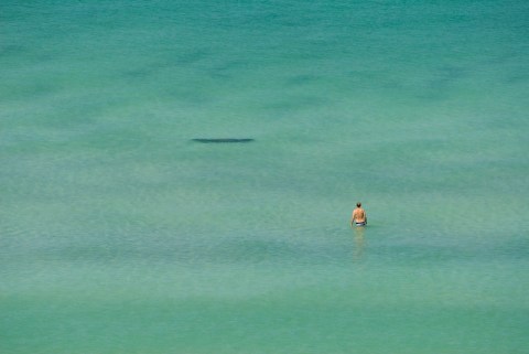 An Increase In Marine Life Sightings Lead Experts To Believe They Are Taking Advantage Of Low Boat Traffic In Florida