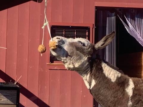 Cuddle The Most Adorable Rescued Farm Animals At Tomten Farm And Sanctuary In New Hampshire