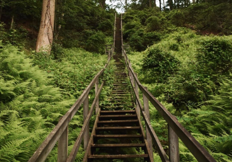 Hiking The Beach Trail At Westmoreland State Park In Virginia Will Remind You Of Exploring A Jungle