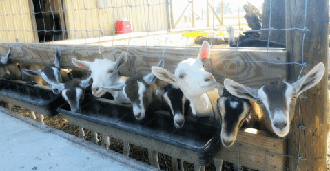 Pet Goats And Llamas At The Family-Friendly Harmony Lane Farm In Tennessee