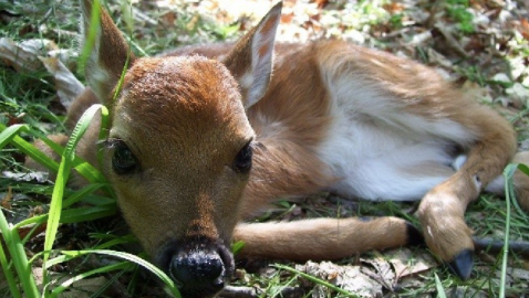 If You Want To See Adorable Animals Up Close And Personal, Head On Over To Broadbent Wildlife Sanctuary In Kentucky