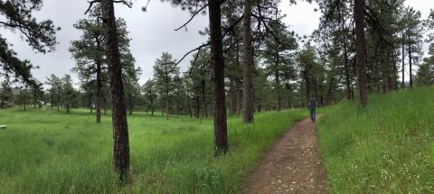 Under 1 Mile Long, Colorow Mountain Forest Loop Is A Totally Kid-Friendly Hike In Colorado