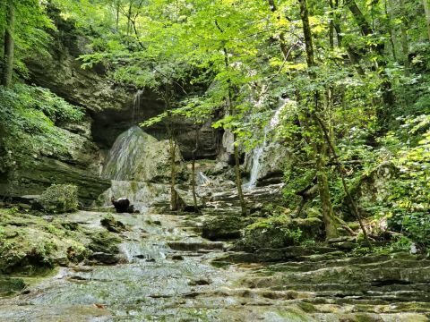 You Can Find Almost 50 Varieties Of Wildflowers Along The Shirley Miller Wildflower Trail In Georgia