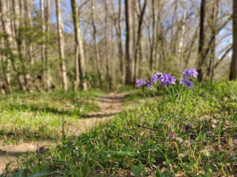 The Quiet Natural Beauty Of Cove Creek Rewards Hikers With Scenic Arkansas Views