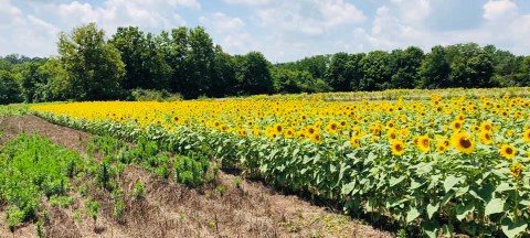 The Sunflower Festival At Kalon's Korner In Kentucky Is The Bright Spot Your Summer Needs