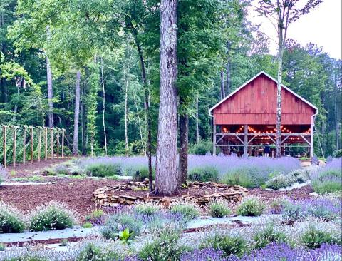 The Endless Fields Of Lavender At Lavender Oaks In North Carolina Is An Unforgettable Sight