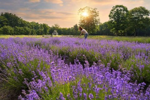 Get Completely Lost In Lavender Pond Farm, A Beautiful 25-Acre Lavender Farm In Connecticut