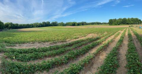 The Largest Blueberry Farm In Connecticut, Rose's Is An Enchanting Place To Visit