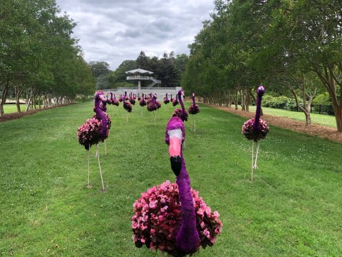 The Pink Flamingo Topiaries At Norfolk Botanical Garden In Virginia Are Wonderfully Bizarre