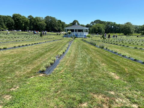 Get Completely Lost In Lavender Waves Farm, A Beautiful 14-Acre Lavender Farm In Rhode Island