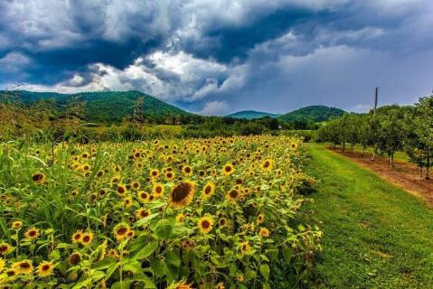 Surround Yourself With Sunflowers At The Peaks Of Otter Winery In Virginia