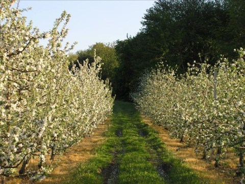 Pick Your Own Blueberries, Apples, Pears And Peaches At Drazen Orchards In Connecticut