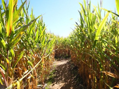 The Buford Corn Maze In Georgia Has Been Voted One Of The Top Autumn Mazes In The Country