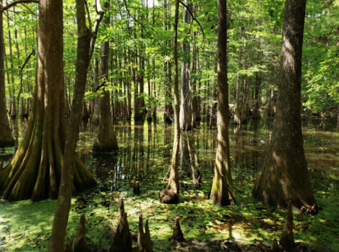 Hike To An Emerald Lagoon On This Easy Trail In Louisiana