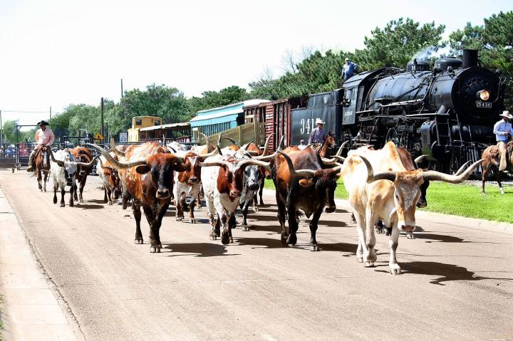 Longhorn cattle walking next to an old train at the railroad.