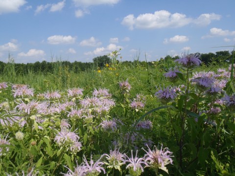 The Marais des Cygnes National Wildlife Area In Kansas Is A Big Underrated Treasure