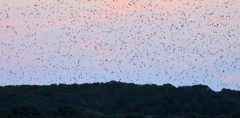 Watch A Half Million Birds Fly Over The Connecticut River During The Annual Summertime Show Of Swallows