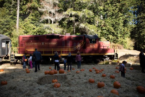 Journey Through The Redwoods To A Secluded Pumpkin Patch On The Pumpkin Express Train In Northern California 