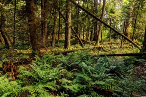 Hike In The Shade Of The Oldest Trees In West Virginia At This Impressively Biodiverse State Park