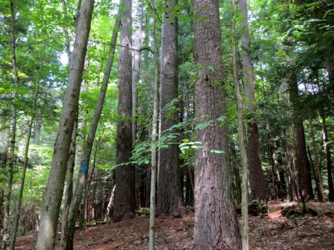 Ballyhack Preserve In Connecticut Is So Hidden Most Locals Don't Even Know About It