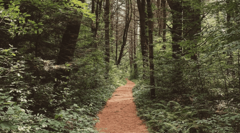 With A Tunnel Of Trees, Steep Rock Preserve Might Just Be One Of The Most Impressive Places In All Of Connecticut